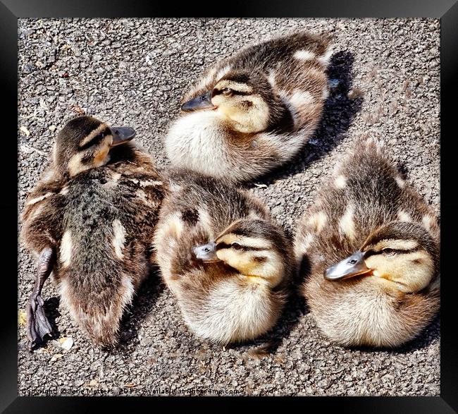 Four Baby Ducklings Framed Print by Jane Metters