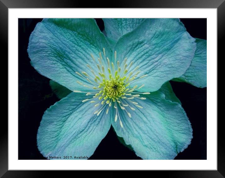 Clematis Art Framed Mounted Print by Jane Metters