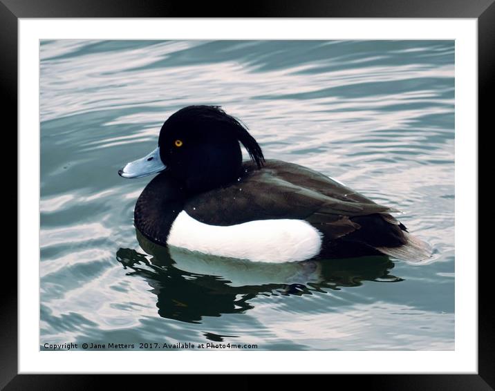 Tufted Duck Framed Mounted Print by Jane Metters