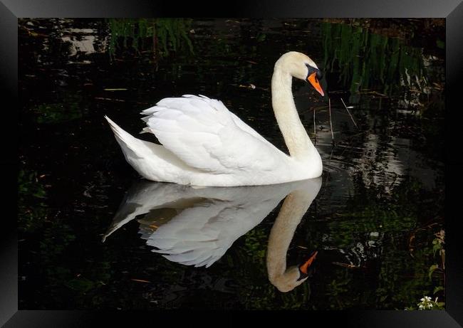 A Swan and his Reflection Framed Print by Jane Metters