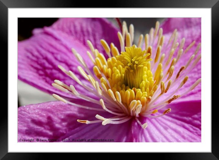    Clematis Close-Up                             Framed Mounted Print by Jane Metters
