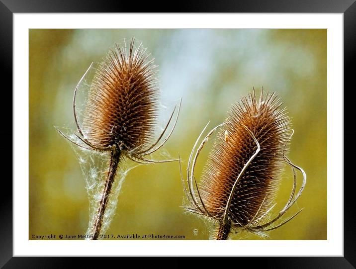         Teasels                        Framed Mounted Print by Jane Metters