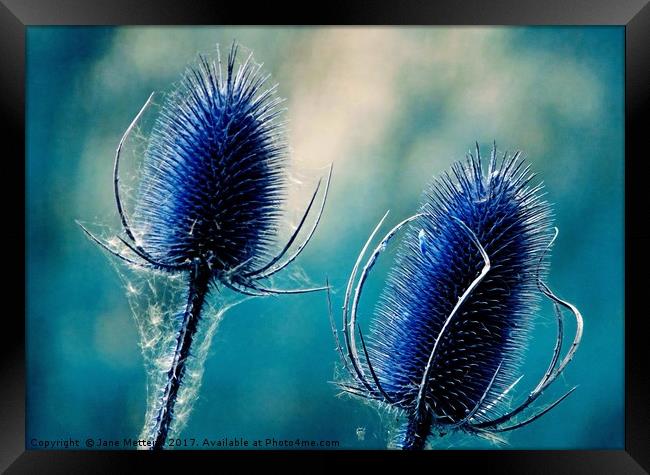         Teasels in Blue                        Framed Print by Jane Metters