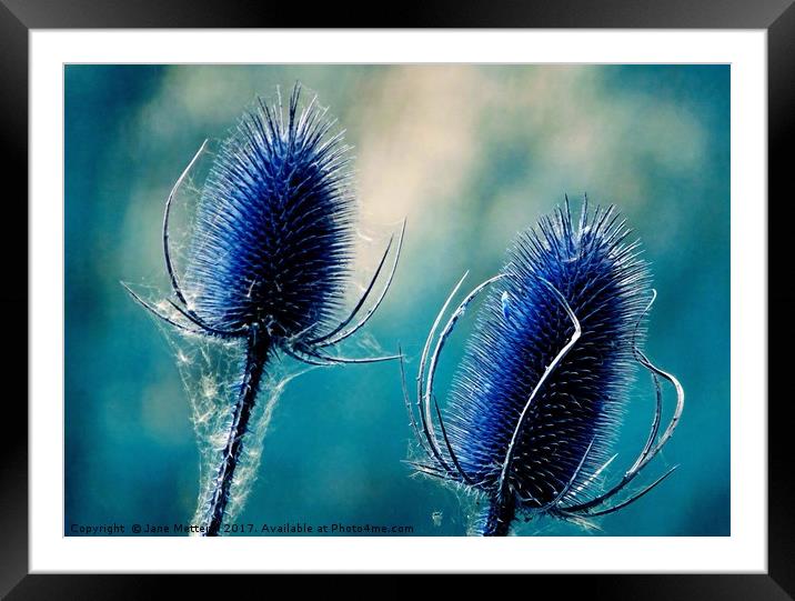         Teasels in Blue                        Framed Mounted Print by Jane Metters