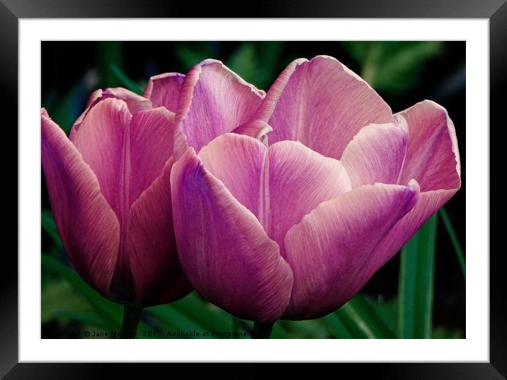 Petals of Beauty Framed Mounted Print by Jane Metters