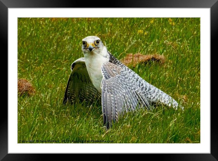 Peregrine Falcon Framed Mounted Print by Jane Metters