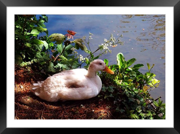 Resting at the side of the Lake Framed Mounted Print by Jane Metters
