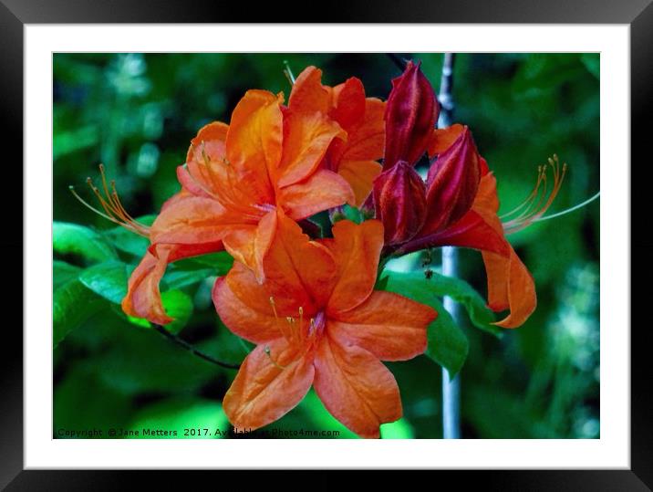 Amaryllis Framed Mounted Print by Jane Metters