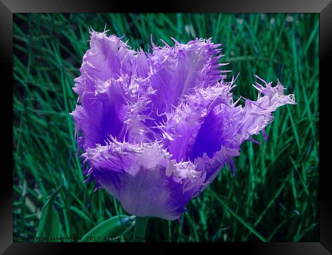 Purple Fringed Tulip Framed Print by Jane Metters