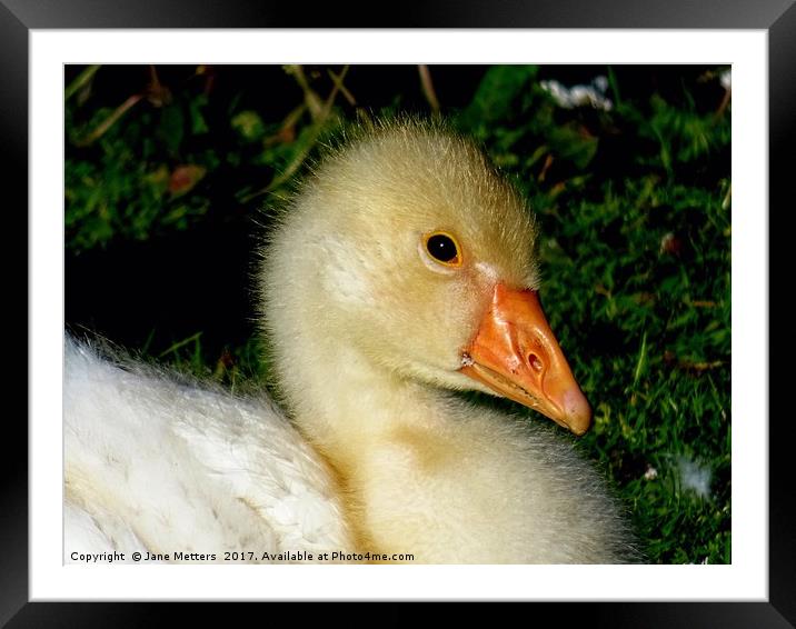      Gosling Life                           Framed Mounted Print by Jane Metters