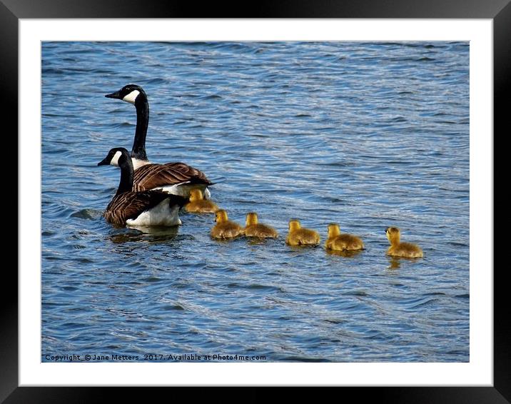           Canada Goose Family                      Framed Mounted Print by Jane Metters