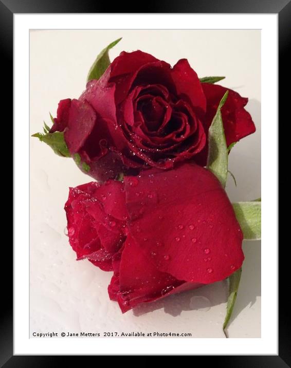 Red Roses with Water Droplets Framed Mounted Print by Jane Metters
