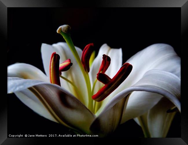 Center of a Lilly Framed Print by Jane Metters