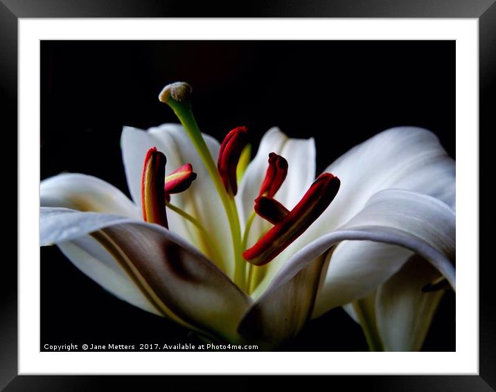 Center of a Lilly Framed Mounted Print by Jane Metters