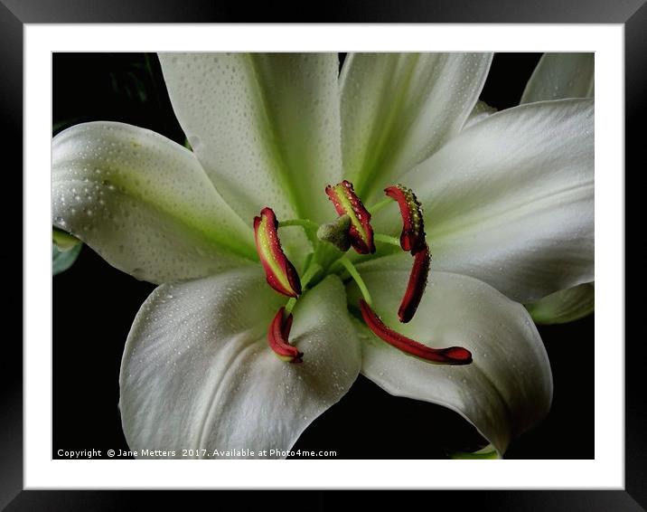 A Lilly in Full Bloom Framed Mounted Print by Jane Metters