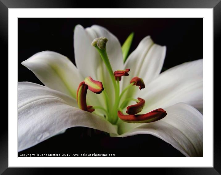 The Center of a Lilly Framed Mounted Print by Jane Metters