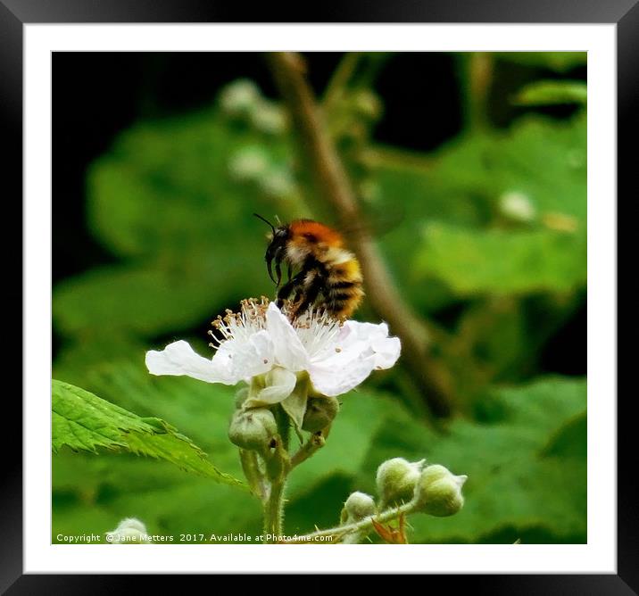        Collecting Pollen                         Framed Mounted Print by Jane Metters