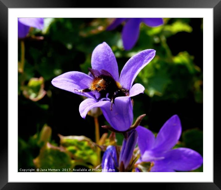    Campanula Portenschlagiana                      Framed Mounted Print by Jane Metters