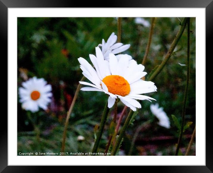       Shasta Daisy                          Framed Mounted Print by Jane Metters