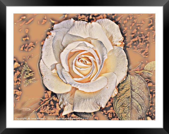 Cream Rose Art Framed Mounted Print by Jane Metters