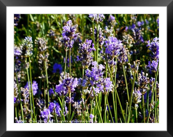    A Sprinkling of Lavender                        Framed Mounted Print by Jane Metters