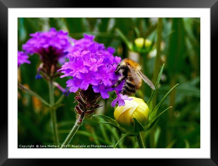 Collecting Pollen Framed Mounted Print by Jane Metters