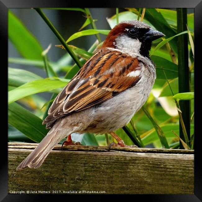 Male House Sparrow  Framed Print by Jane Metters