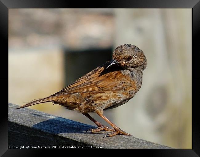         A Dunnock on the Fence                     Framed Print by Jane Metters