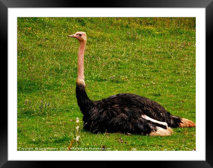          Red-Necked Ostrich                       Framed Mounted Print by Jane Metters