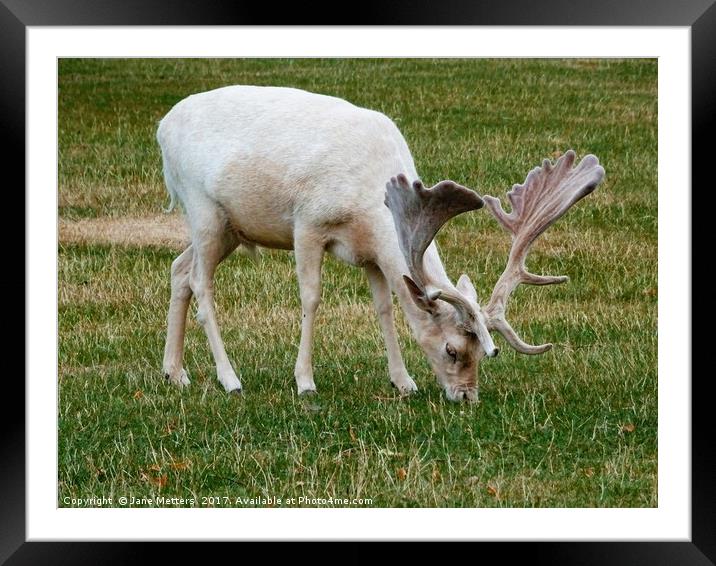 White Deer Grazing Framed Mounted Print by Jane Metters