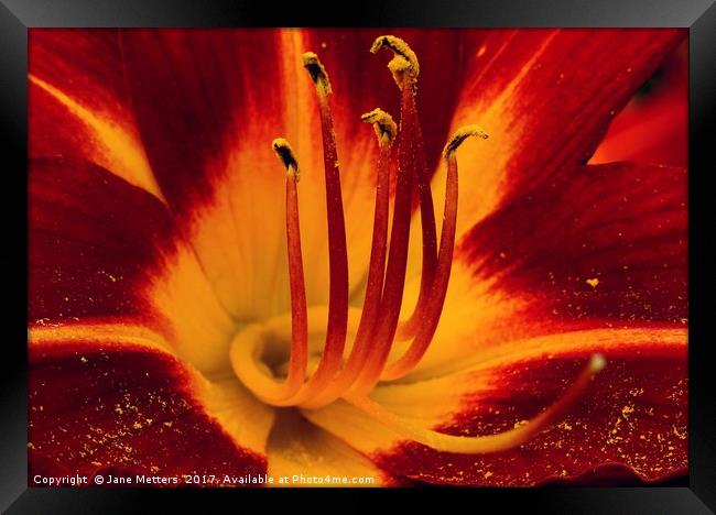     Deep Red Lilly                            Framed Print by Jane Metters