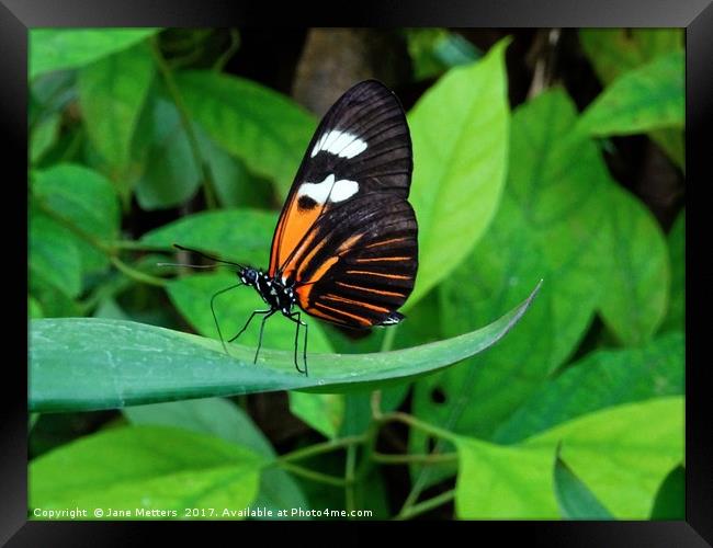        Heliconius Doris Butterfly                  Framed Print by Jane Metters