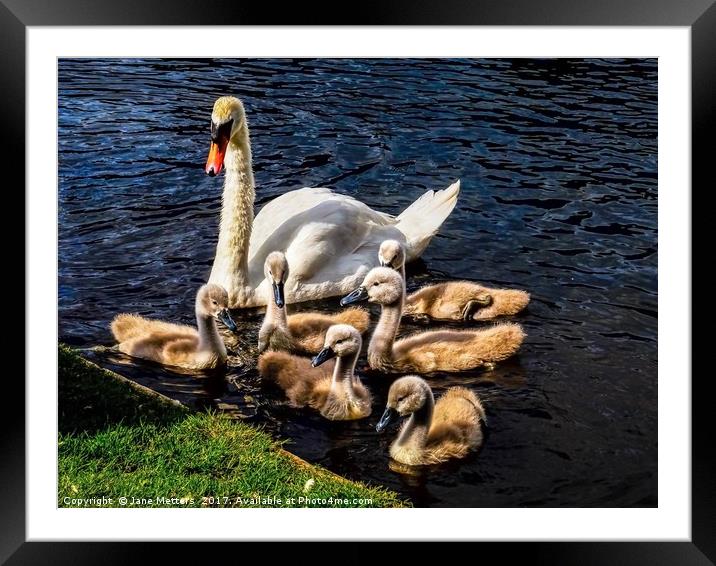 Quite a Handfull Framed Mounted Print by Jane Metters