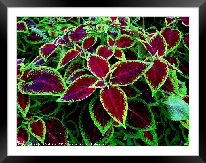      Plectranthus Scutellarioides                  Framed Mounted Print by Jane Metters