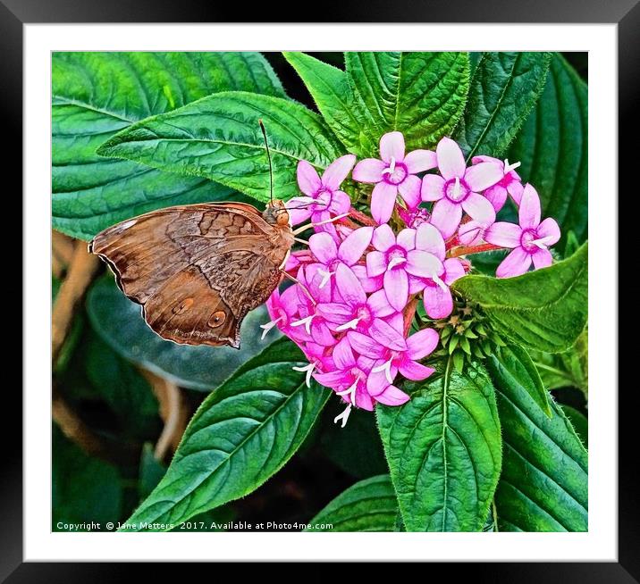 Butterfly on Pink Flower Framed Mounted Print by Jane Metters