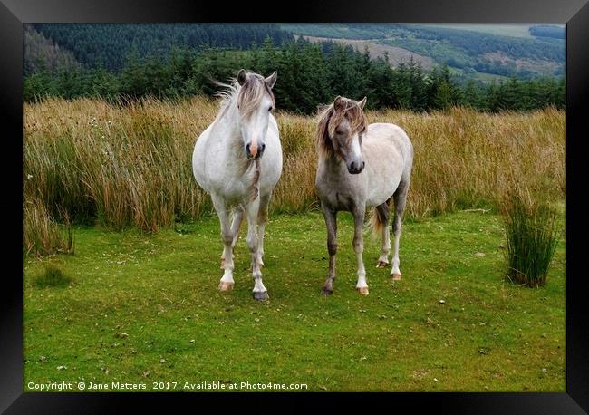 Mountain Horses                            Framed Print by Jane Metters