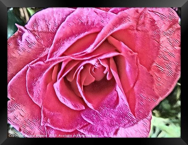 Pink Rose Framed Print by Jane Metters