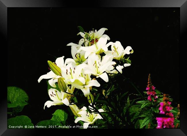 White Lillies Framed Print by Jane Metters