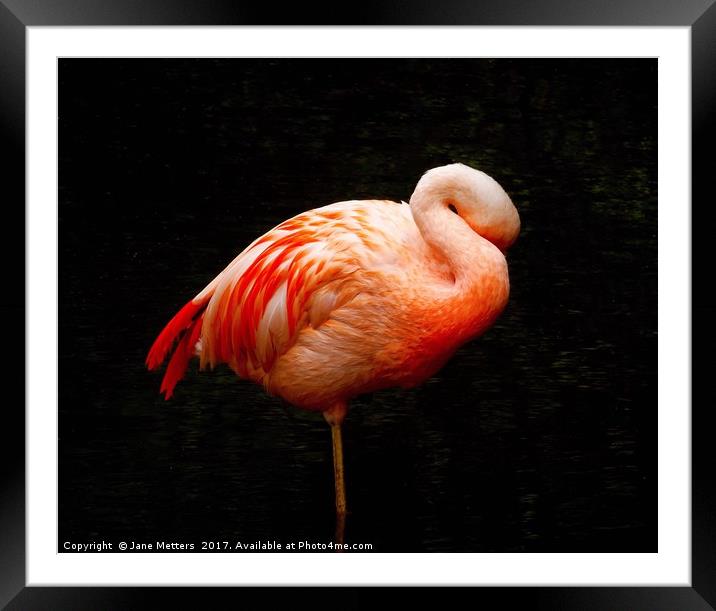 Flamingo Asleep Framed Mounted Print by Jane Metters