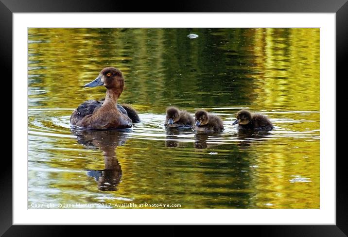 Calm Waters Framed Mounted Print by Jane Metters
