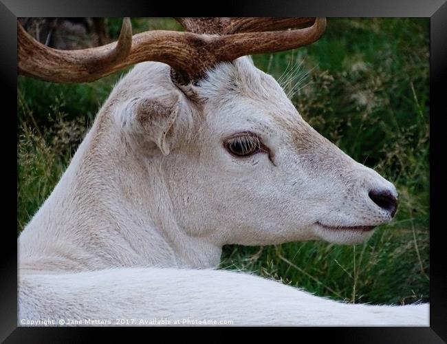      The Face of a White Deer                      Framed Print by Jane Metters
