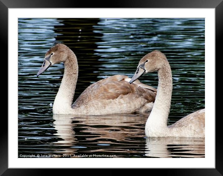       Two Cygnets                          Framed Mounted Print by Jane Metters