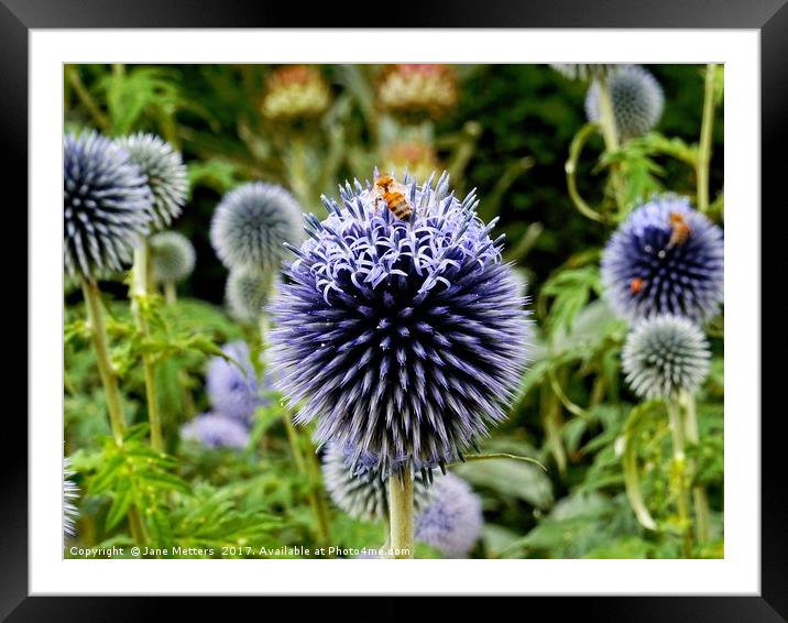         Globe Thistle                         Framed Mounted Print by Jane Metters