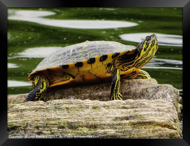 Enjoying the Sunshine Framed Print by Jane Metters