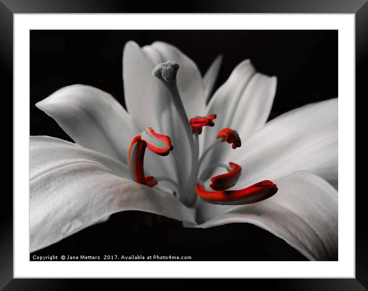 Beautiful Lily Framed Mounted Print by Jane Metters