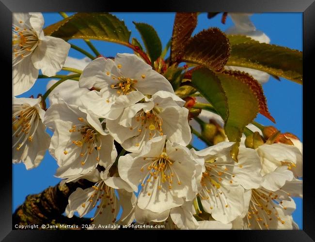    A Branch of White Blossom                       Framed Print by Jane Metters