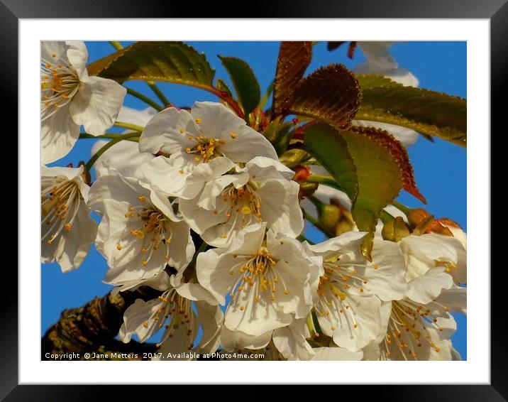    A Branch of White Blossom                       Framed Mounted Print by Jane Metters