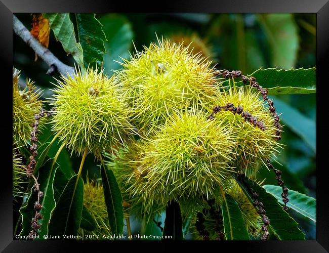   Chestnuts           Framed Print by Jane Metters
