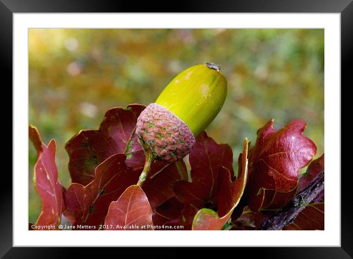     A Green Acorn                            Framed Mounted Print by Jane Metters
