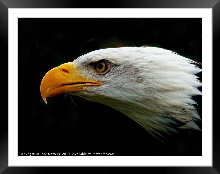 Eagles Head Framed Mounted Print by Jane Metters